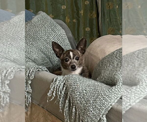 Medium Photo #2 Taco Terrier Puppy For Sale in Marina Del Rey, CA, USA