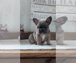 Small #12 French Bulldog