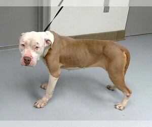 American Pit Bull Terrier-Unknown Mix Dogs for adoption in St. Cloud, FL, USA