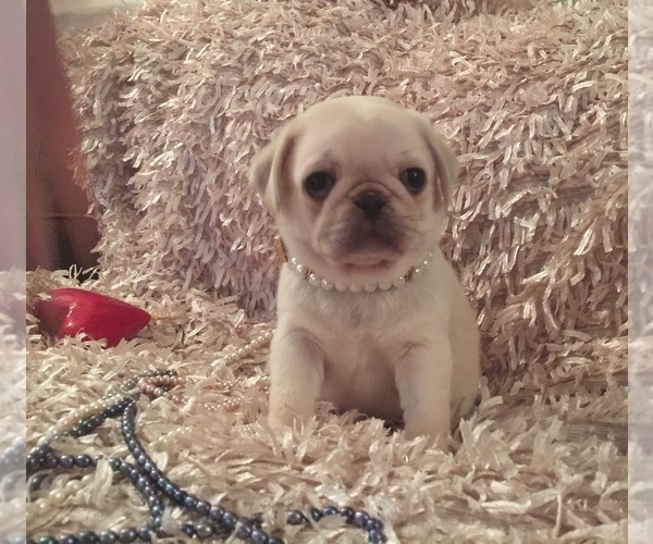 Medium Photo #2 Pug Puppy For Sale in PLEASANTVILLE, NY, USA
