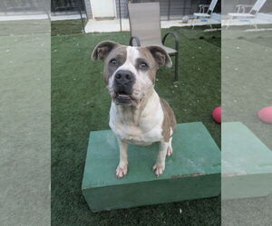 American Staffordshire Terrier-Unknown Mix Dogs for adoption in Calhoun, GA, USA