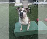Small American Staffordshire Terrier Mix