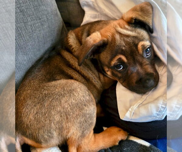 Medium Photo #2 Mutt Puppy For Sale in San Juan Capistrano, CA, USA