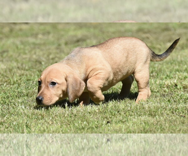 Medium Photo #7 Dachsador Puppy For Sale in Mechanicsburg, PA, USA