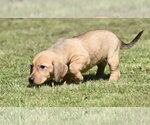 Small #6 Dachsador