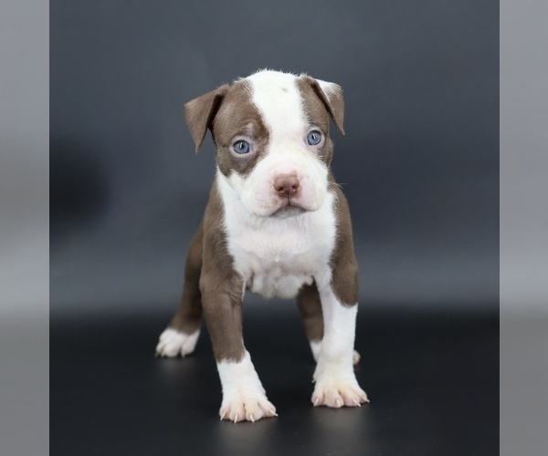 Medium Photo #2 American Bully Puppy For Sale in CHAMPAIGN, IL, USA