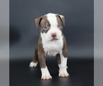 Small #1 American Bully
