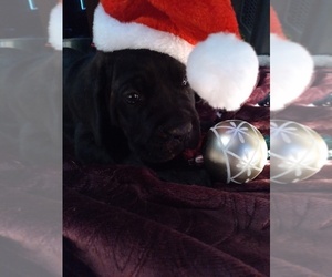 Cane Corso Puppy for sale in MEDARYVILLE, IN, USA