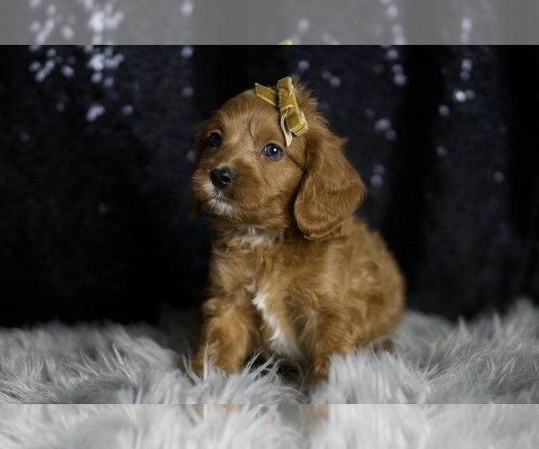 Medium Photo #2 Cavapoo Puppy For Sale in WARSAW, IN, USA