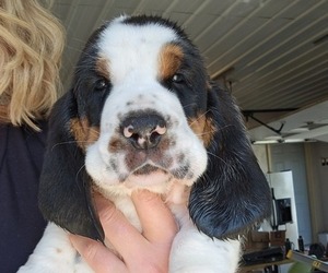 Basset Hound Puppy for Sale in FRANKFORT, Kansas USA