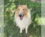 Small Collie