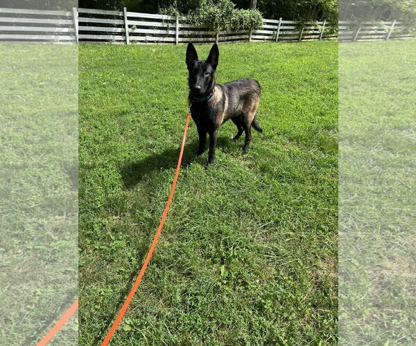 Medium Photo #4 Mutt Puppy For Sale in Stevens Point, WI, USA