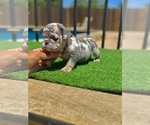 Small #2 French Bulldog
