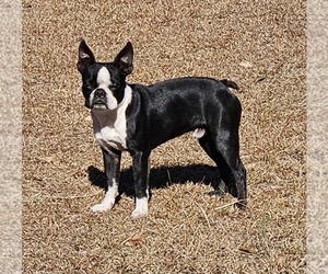 Boston Terrier Puppy for sale in SWANSEA, SC, USA