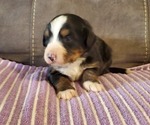 Small #10 Bernese Mountain Dog