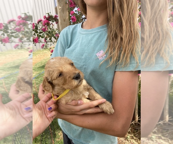 Medium Photo #7 Goldendoodle Puppy For Sale in SEMINOLE, TX, USA