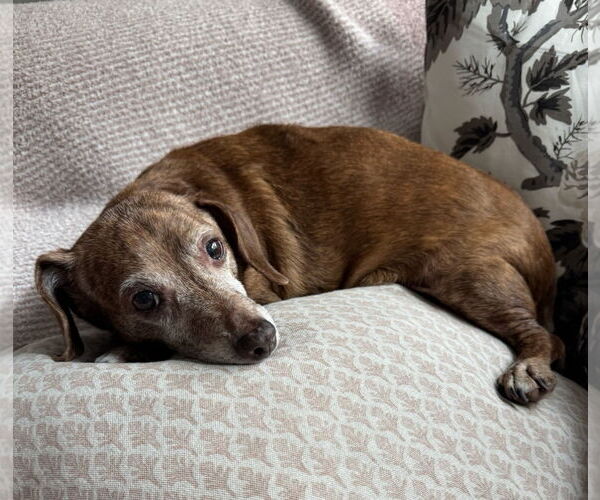 Medium Photo #3 Dachshund Puppy For Sale in Weston, FL, USA