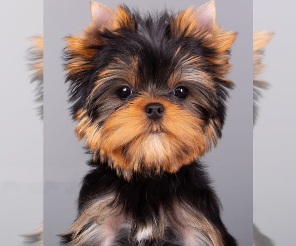 Medium Photo #1 Yorkshire Terrier Puppy For Sale in ROANOKE, VA, USA