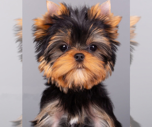 Yorkshire Terrier Puppy for sale in ROANOKE, VA, USA