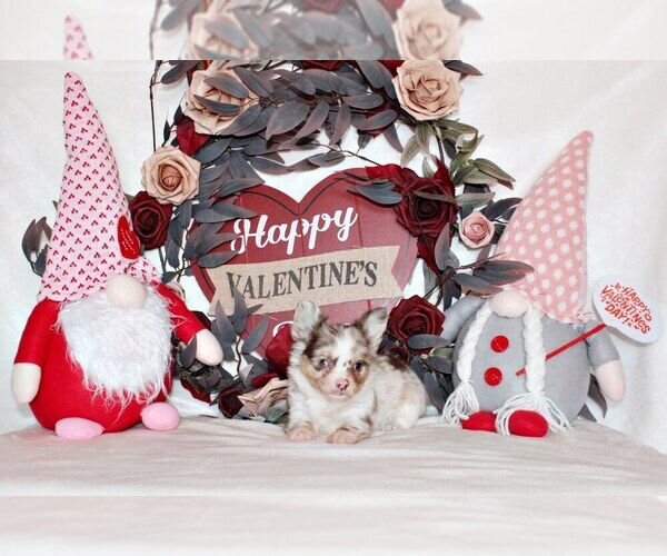 Medium Photo #2 Chihuahua Puppy For Sale in CHARLESTON, AR, USA