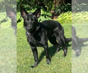 ASHER - Male German Shepherd Dog-Unknown Mix Dog for Adoption - Photo #2