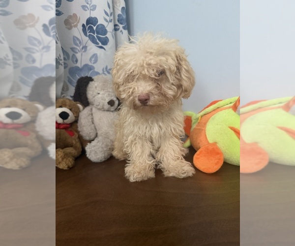 Medium Photo #46 Bichpoo Puppy For Sale in DURHAM, CT, USA