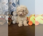 BichPoo puppies - Male Bichpoo Puppy for Sale - Photo #46