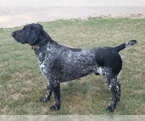 Father of the German Shorthaired Pointer puppies born on 06/13/2021