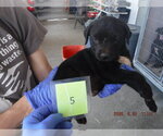MIDNIGHT - Male Labrador Retriever-Unknown Mix Dog for Adoption - Small photo