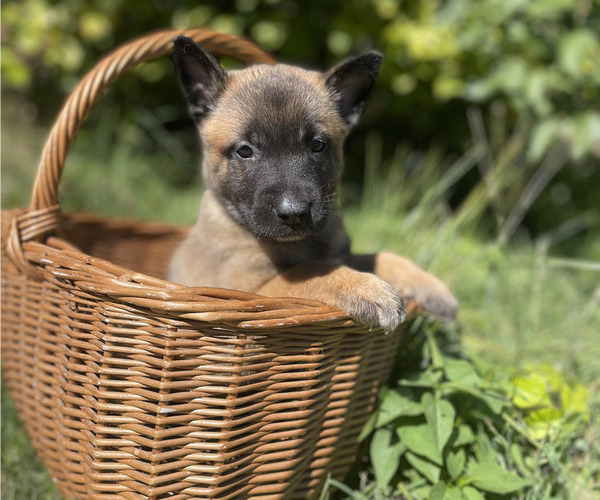 Medium Photo #6 Belgian Malinois Puppy For Sale in S CHARLESTON, WV, USA