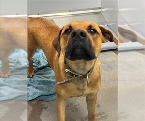 Black Mouth Cur Dogs for adoption in Mobile, AL, USA