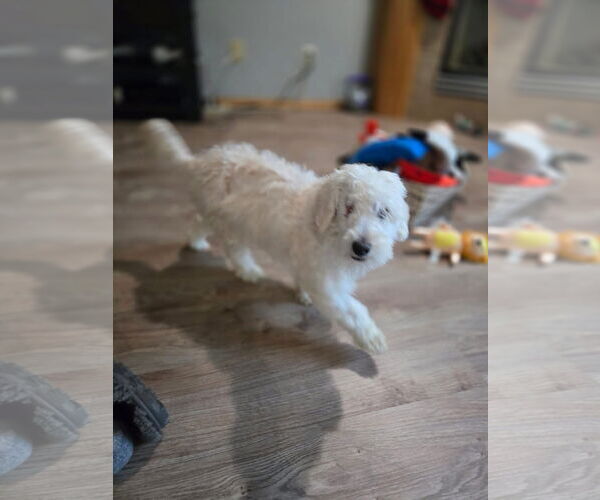 Medium Photo #3 Maltese-Unknown Mix Puppy For Sale in New London, WI, USA