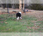 Small Photo #47 Old English Sheepdog Puppy For Sale in MARIONVILLE, MO, USA