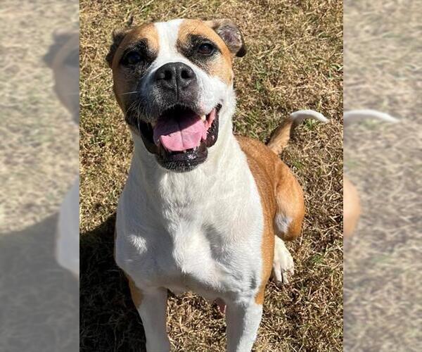 Medium Photo #2 Bullboxer Pit Puppy For Sale in Augusta, GA, USA