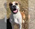 Small #1 Bullboxer Pit