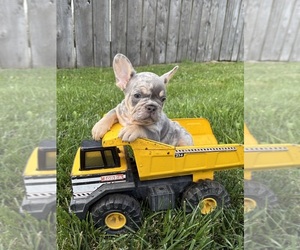 French Bulldog Puppy for sale in MIDDLEBURY, IN, USA