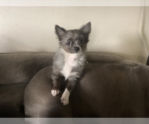 Chihuahua Puppy for sale in KEAAU, HI, USA