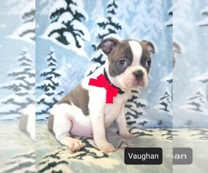 Boston Terrier Puppy for sale in MINERAL WELLS, WV, USA