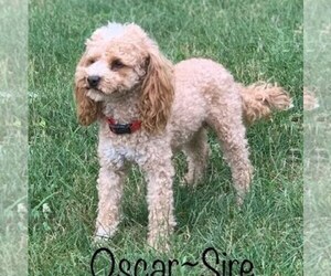 Father of the Cavapoo (Miniature) puppies born on 05/28/2026