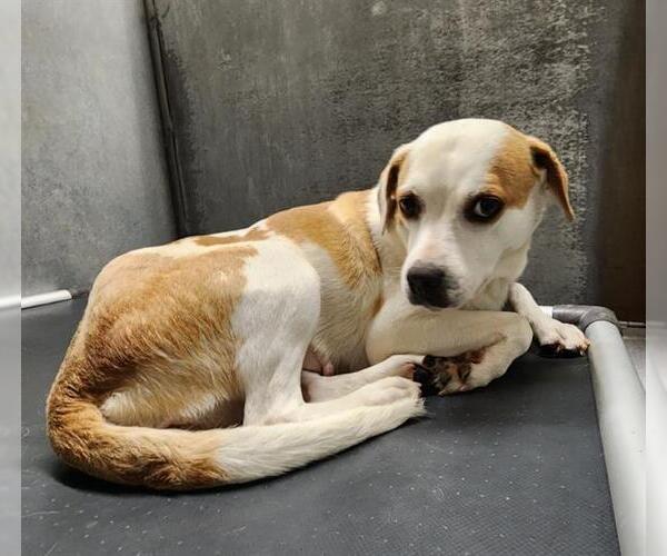 Medium Photo #1 Labrador Retriever-Unknown Mix Puppy For Sale in Conroe, TX, USA