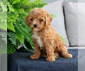 Cavapoo Puppy for sale in NARVON, PA, USA