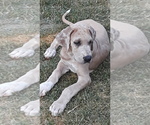 Small Photo #2 Great Dane Puppy For Sale in HULBERT, OK, USA