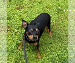 Small #2 Miniature Pinscher