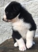 Small Photo #21 Australian Shepherd Puppy For Sale in ARBA, IN, USA