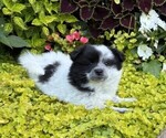 Small #1 Pomeranian