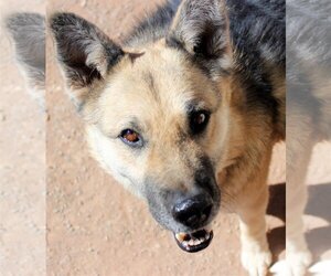 German Shepherd Dog-Unknown Mix Dogs for adoption in Cedar Crest, NM, USA