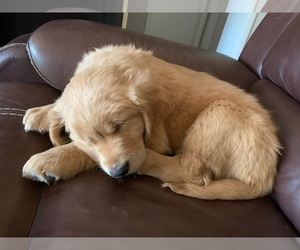 Golden Retriever Puppy for sale in LUBBOCK, TX, USA