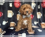 Small #9 Cavapoo