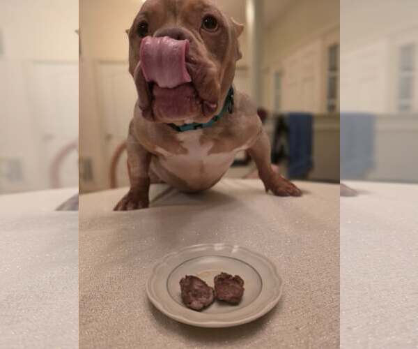 Medium Photo #2 Mutt Puppy For Sale in Spotsylvania, VA, USA