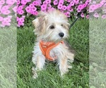 Small Photo #9 Morkie Puppy For Sale in ROCK STREAM, NY, USA